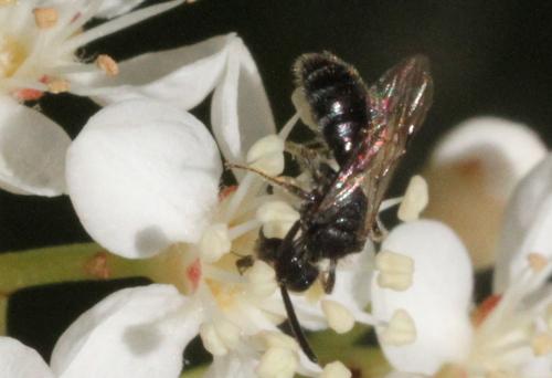 Réf. 324 680 : Andrena sp.